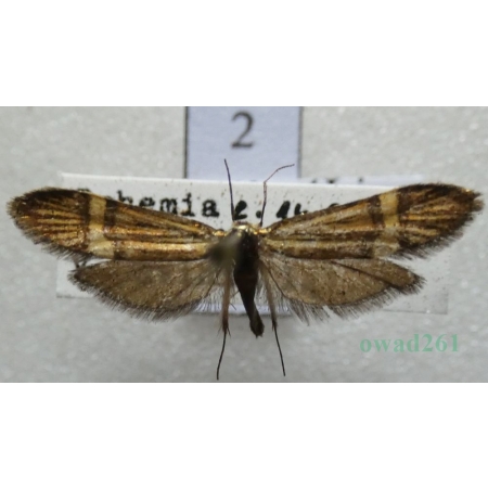 Nemophora degeerella (Linnaeus, 1758) Wąsateczka zawilczaneczka Czech2